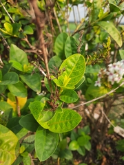 Pseuderanthemum maculatum