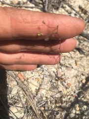 Nemacladus secundiflorus robbinsii