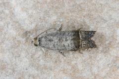 Ofatulena luminosa