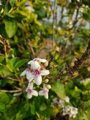 Pseuderanthemum maculatum