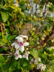 Pseuderanthemum maculatum