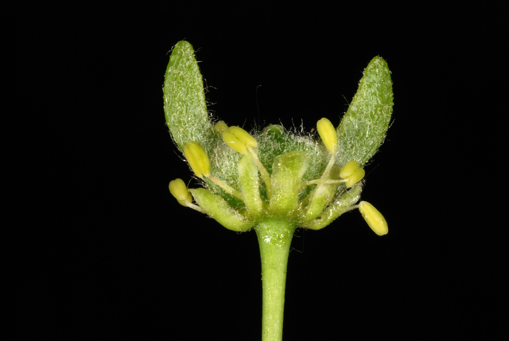 Acer pseudoplatanus, East Avenue, Rochester, NY, USA