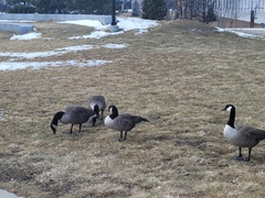 Branta canadensis