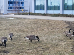 Branta canadensis