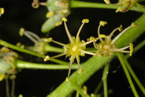 Acer pseudoplatanus