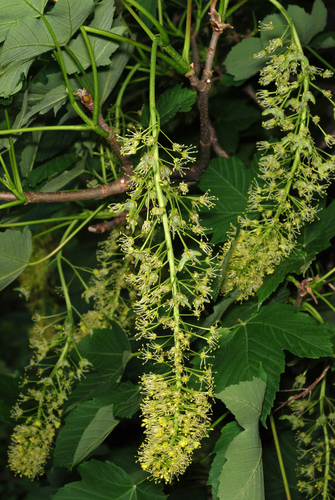 Acer pseudoplatanus