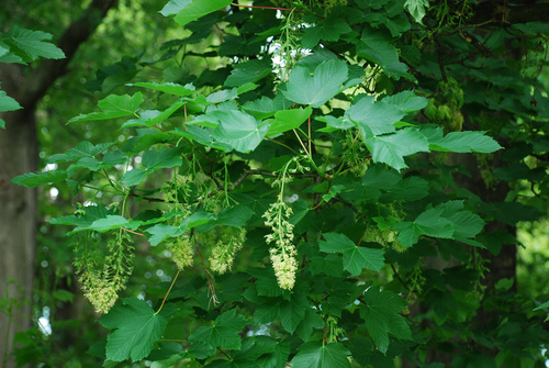 Acer pseudoplatanus