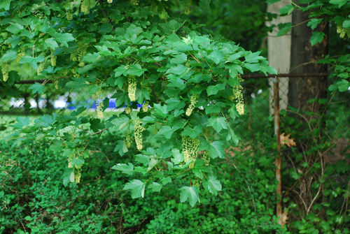 Acer pseudoplatanus