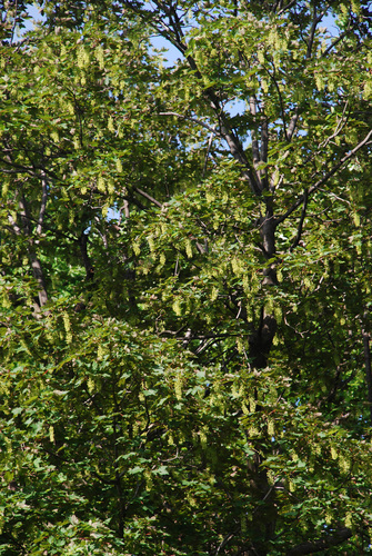 Acer pseudoplatanus