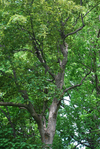 Acer pseudoplatanus