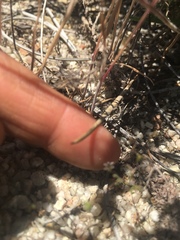 Nemacladus secundiflorus robbinsii