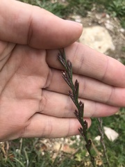 Lolium rigidum rigidum