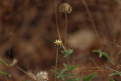 Bolla clytius