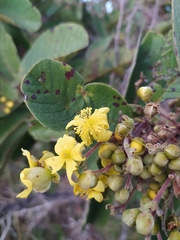 Davilla elliptica