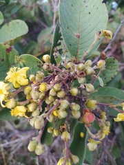 Davilla elliptica