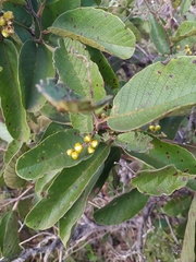 Davilla elliptica