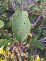 Davilla elliptica