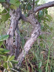 Davilla elliptica
