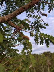 Stryphnodendron adstringens