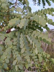 Stryphnodendron adstringens