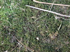 Plagiomnium undulatum