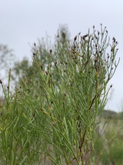 Baccharis angustifolia