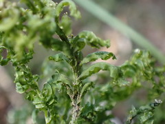 Plagiomnium undulatum