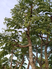 Stryphnodendron adstringens