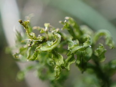 Plagiomnium undulatum