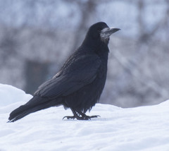 Corvus frugilegus