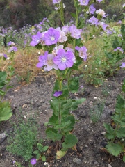Phacelia grandiflora