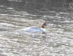 Mergus merganser