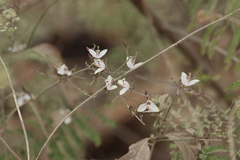 Carlowrightia arizonica