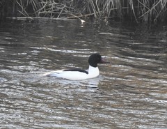 Mergus merganser