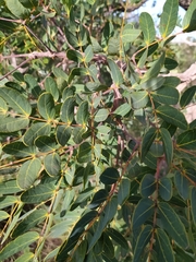 Enterolobium gummiferum