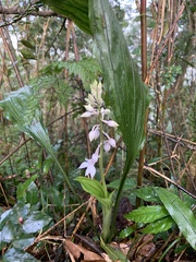 Calanthe aristulifera
