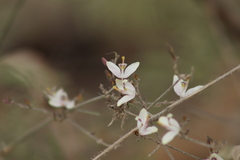 Carlowrightia arizonica