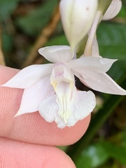 Calanthe aristulifera