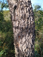 Enterolobium gummiferum