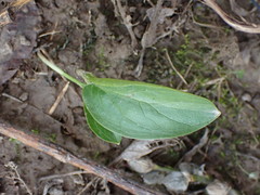 Magnoliopsida