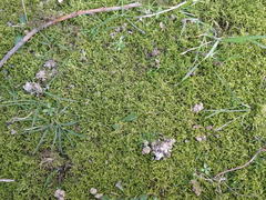 Brachythecium rutabulum