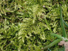 Brachythecium rutabulum