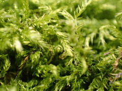 Brachythecium rutabulum