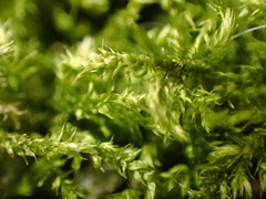 Brachythecium rutabulum