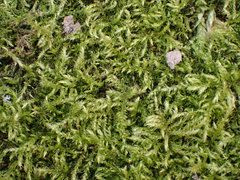 Brachythecium rutabulum