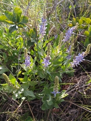 Lupinus velutinus
