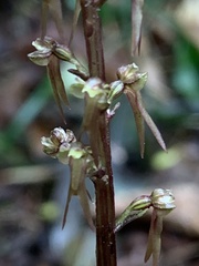 Neottia suzukii