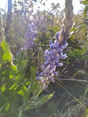 Lupinus velutinus