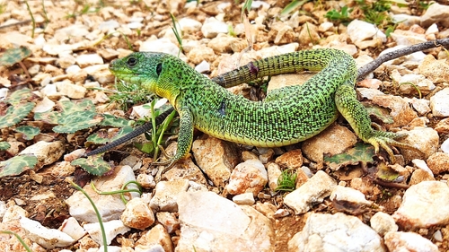 Balkan Green Lizard