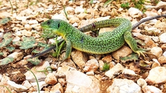 Balkan Green Lizard